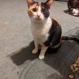 baby kitty
