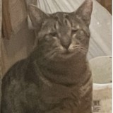 Nimzie
