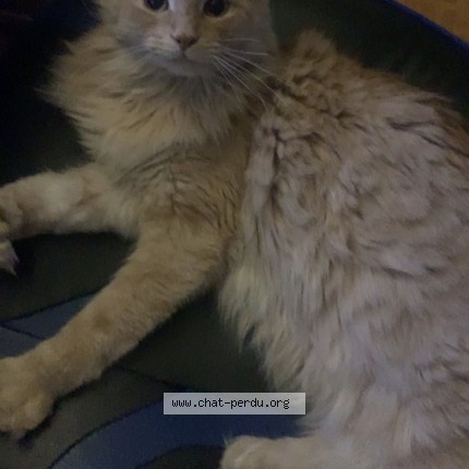 Picture of cat lost at Brossard