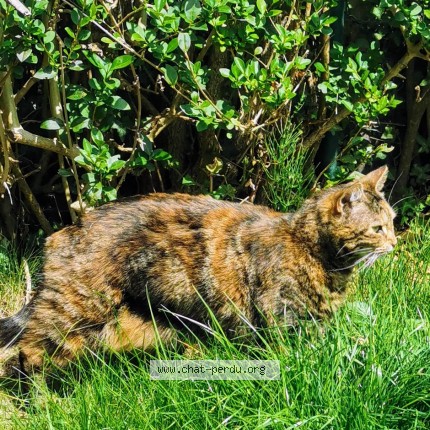 Photo of a cat found in Woluwe Saint Pierre