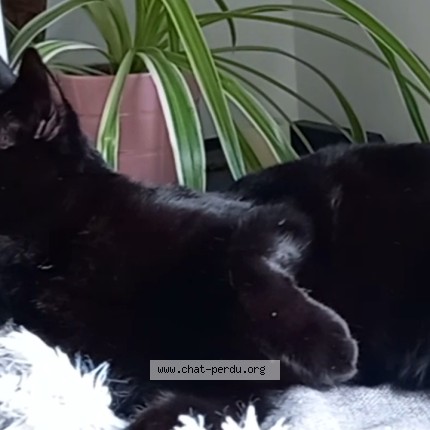 Photo of a cat found in Challans