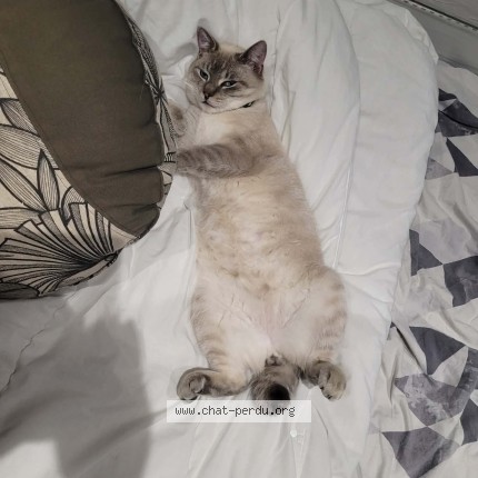Foto 1/1 spirou Kat vermist in Chimay