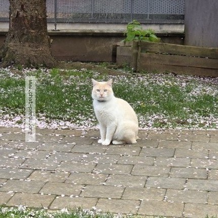 Photo of a cat found in Lille