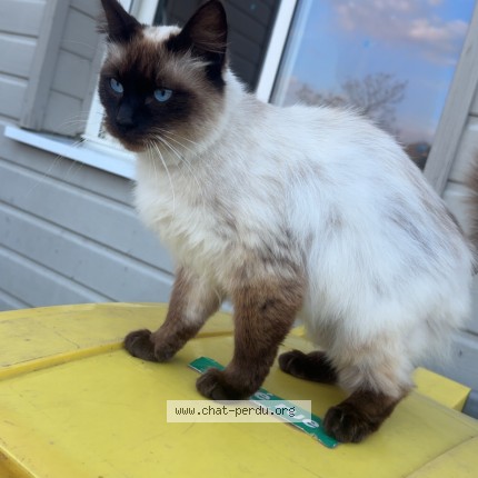 Photo of a cat found in La Motte