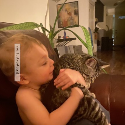 Photo 1/1 Finx Cat lost in Edmonton