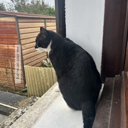 Photo of a cat found in Valses