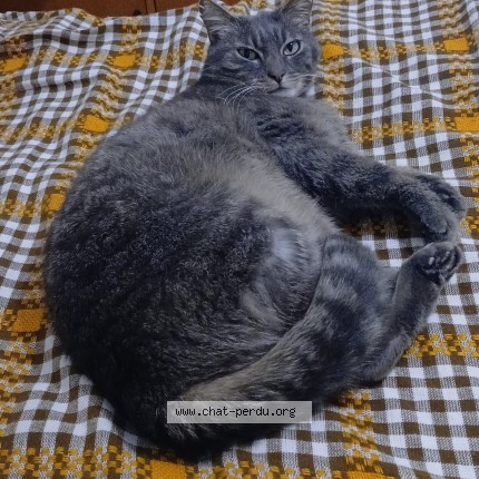 Photo of a cat found in Lescar