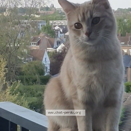 Foto di gatto smarrito a Bulle