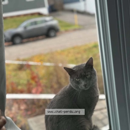 Picture of cat lost at Quebec