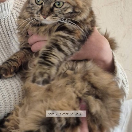 Photo of a cat found in Vic Sur Cere