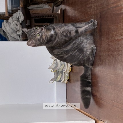 Photo of a cat found in Schaerbeek