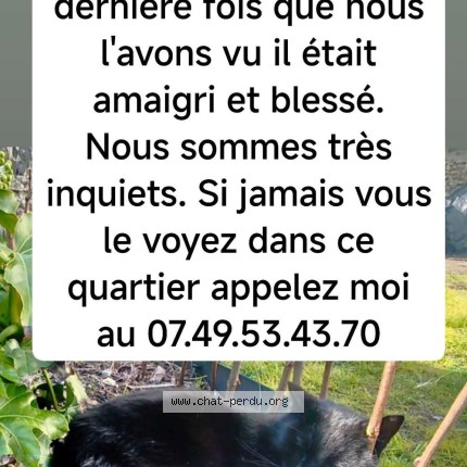 Photo of a cat found in Le Havre