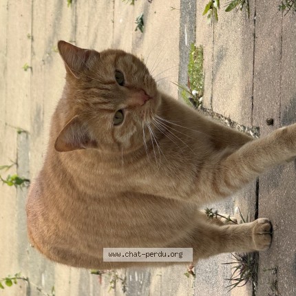 Foto 1/1 Dobby Kat vermist in Limal