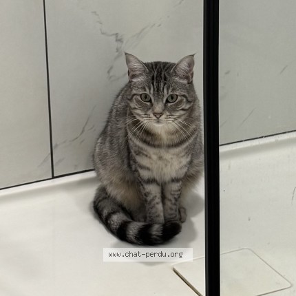 Photo 1/1 Maggy Cat lost in Roxton Falls
