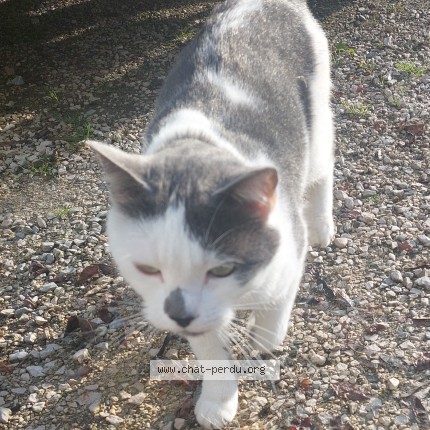 Photo of a cat found in Vallieres Sur Fier