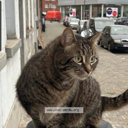 Foto van vermiste kat in Anderlecht