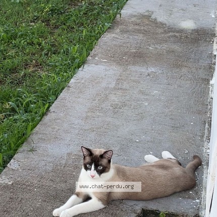 Photo of a cat found in Le Gosier