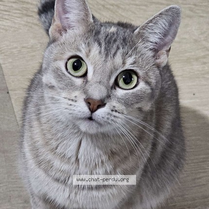 Picture of cat lost at Laval