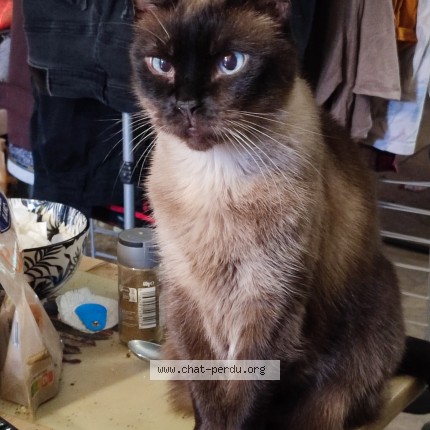 Photo of a cat found in Vaureal