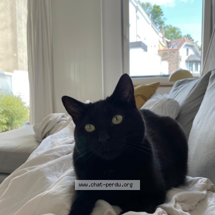 Foto 1/1 Moon Kat vermist in Waterloo