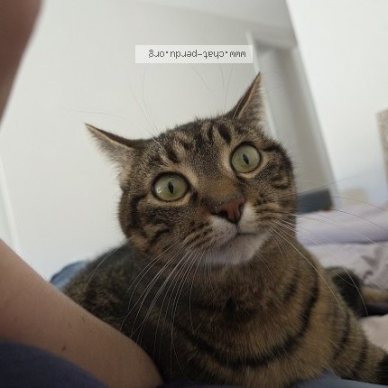 Foto di gatto smarrito a Echandens