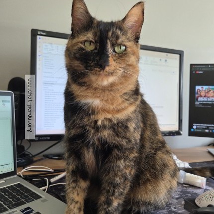 Picture of cat lost at Laval