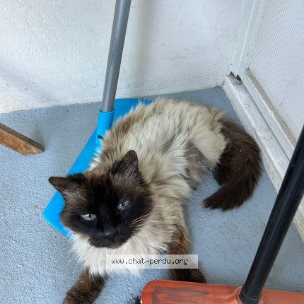 Photo of a cat found in Lyon