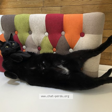 Photo of a cat found in Asnieres Sur Seine