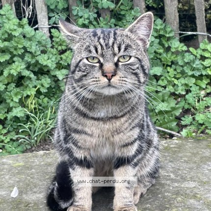 Photo of a cat found in Estree Wamin