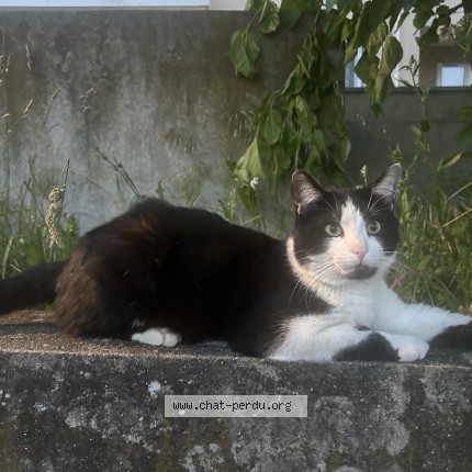Photo of a cat found in Chasse Sur Rhone