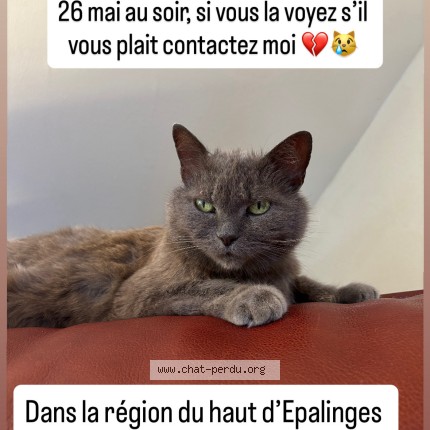 Foto di gatto smarrito a Epalinges