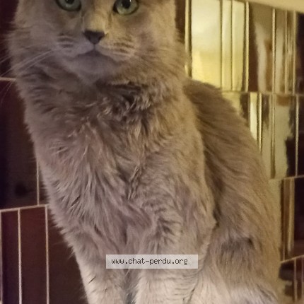 Photo of a cat found in Meudon