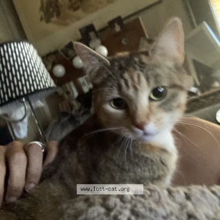 Photo 1/1 buddha Cat lost in Salem