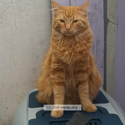 Photo of a cat found in Toulouse