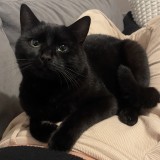 willow