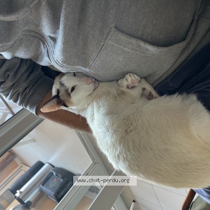 Photo of a cat found in Sartrouville