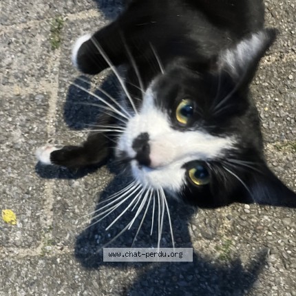 Foto van gevonden kat in Uccle