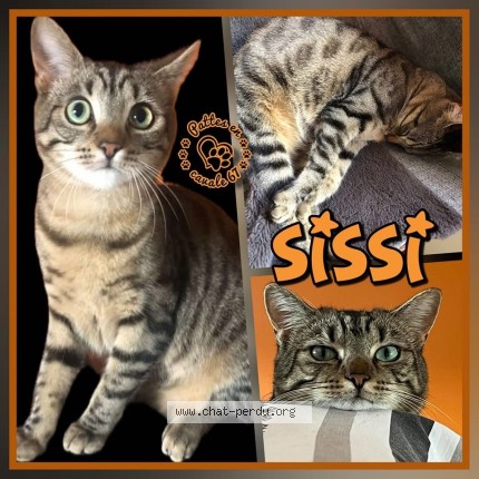 Photo of a cat found in Drusenheim