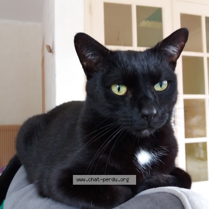 Photo of a cat found in Amiens