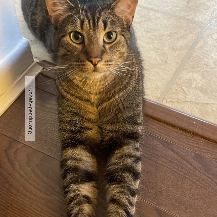 Picture of cat lost at Trois Rivieres