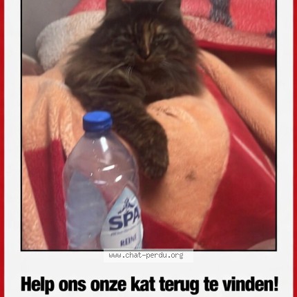 Foto 1/1 lala Kat vermist in Aalst