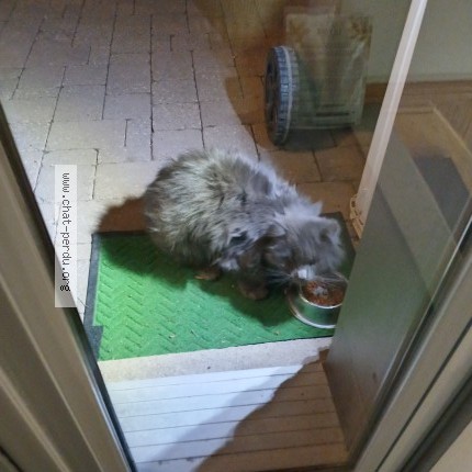 Picture of cat found at St Eustache