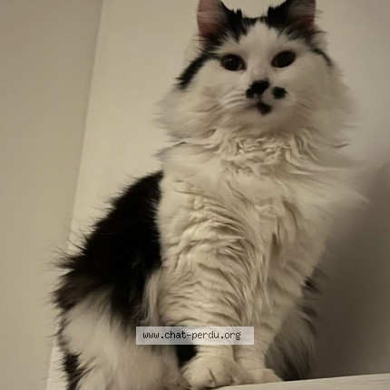 Photo 1/1 Nox Cat lost in Saint Laurent
