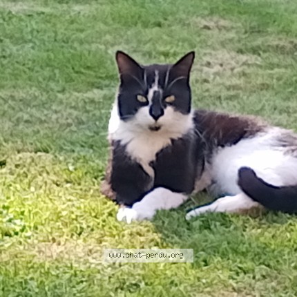 Foto van gevonden kat in Verviers