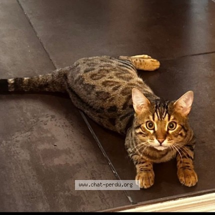 Photo 1/1 Oana Itu Cat lost in Longueuil