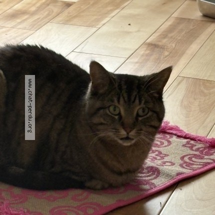 Photo 1/1 pistache Cat lost in Repentigny