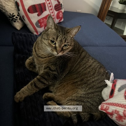 Picture of cat lost at Carignan