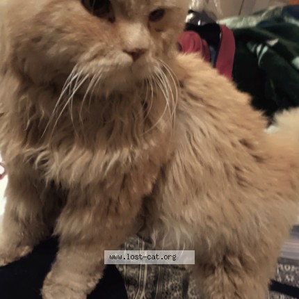 Photo 1/1 Mufasa Cat lost in Faisalabad