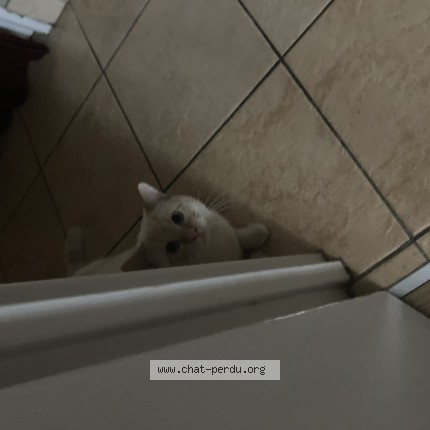 Photo of a cat found in Nantes
