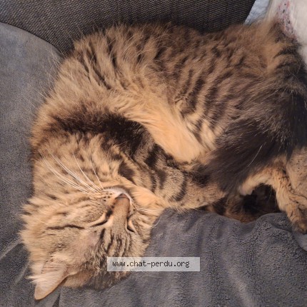 Photo of a cat found in Saint Etienne